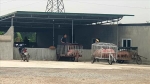 Thái Bình: Yêu cầu tháo dỡ bãi tập kết lợn trái phép trên đất lúa