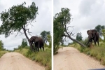 Xe chở du khách bất ngờ bị một con voi đực 5 tấn chặn đường, điều bất ngờ xảy ra sau đó