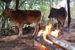 Trên 6.300 con gia súc bị chết do rét hại