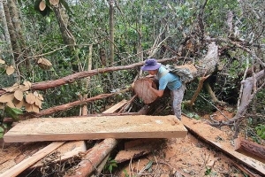 Yêu cầu xử lý trách nhiệm người đứng đầu vụ rừng quý ở Đắk Lắk bị tàn phá