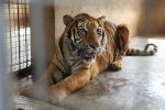 Gây mê 8 con hổ để đưa về vườn thú Hà Nội