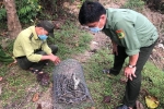 Quảng Nam: Thả trăn đất về rừng