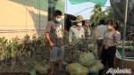 Tiền Giang: Xuất khẩu lô mai chiếu thủy nu Gò Công đầu tiên đi Indonesia