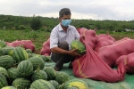 Nông dân Phú Yên khóc vì dưa hấu rớt giá