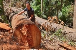 Điều tra vụ phá rừng quy mô lớn tại Kon Tum