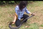 Clip: Sốc cảnh cô gái dùng tay không tóm gọn con rắn khổng lồ