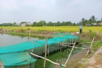 Thủy sản Tây Ninh: Sáng tạo cách nuôi cá cho thu nhập cao