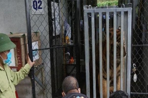 Không bắn thuốc mê 7 con hổ được đưa vào Quảng Bình