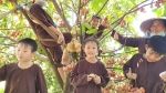 Về Đồng Tháp trải nghiệm vườn cây trĩu quả ở khu du lịch sinh thái