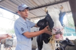Bến Tre: Chăn nuôi bò sữa ở vùng ven biển