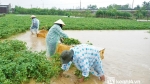 Nông dân Quảng Nam khóc ròng vì trận mưa lớn trái mùa, vất vả lội nước vớt nông sản 