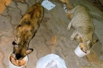Tranh cãi việc chung cư yêu cầu cư dân không cho mèo hoang ăn