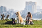Chó thả rông, không rọ mõm tràn ngập nơi công cộng ở Hà Nội