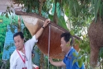 CLIP: Ngỡ ngàng trước tổ ong 'khủng' nhất Việt Nam