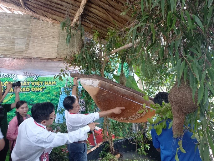 CLIP: Tổ ong ở U Minh Hạ lập kỷ lục lớn nhất Việt Nam - Ảnh 3.