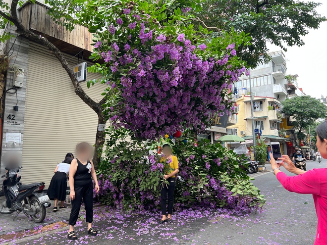 Cành bằng lăng tím rụng vắt vẻo trước số nhà 42 Hàng Bè tạo thành một mái vòm hoa thu hút người dân chụp ảnh
