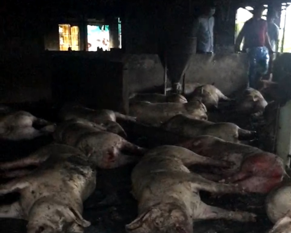 Hiện trường sự việc sét đánh chết cả trang trại lợn thịt ở Thái Bình. Ảnh: NDCC