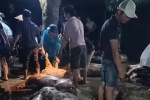 Chật vật 'giải cứu' 229 con lợn bị sét đánh ở Thái Bình