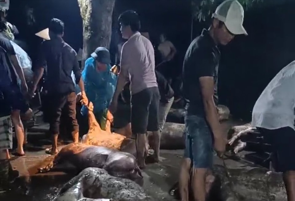 Người dân tham gia hỗ trợ "giải cứu" lợn bị chết do sét đánh ở Thái Bình. Ảnh: CTV