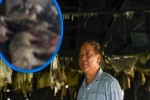 Sét đánh chết đàn lợn 229 con ở Thái Bình: Chủ nuôi khóc ngất, chưa dám ra trang trại