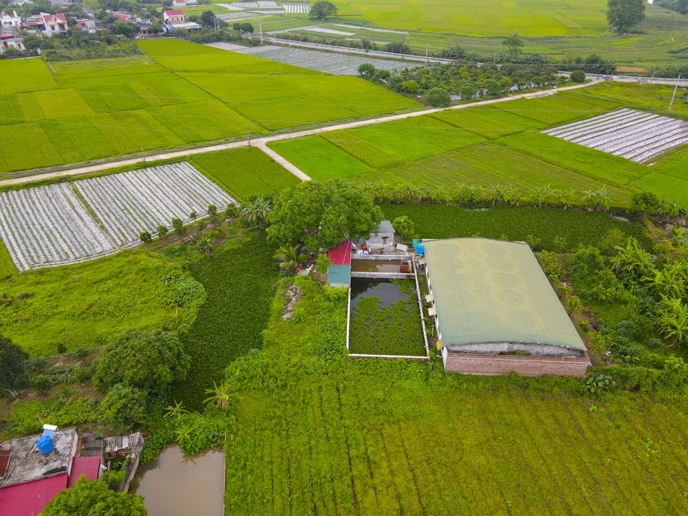 Trang trại lợn của gia đình ông Hoàng Văn Nhã tại thôn Trần Phú, xã Tây Đô, huyện Hưng Hà, Thái Bình.