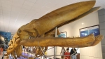 Cận cảnh bộ xương cá voi lưng gù khủng hiếm gặp phát hiện ở Nam Định cách đây gần 30 năm