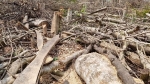 Chưa xử lý đến cùng, rừng ở Quảng Trị sẽ tiếp tục bị tàn phá