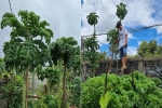 Vườn cải cao 3m ở Đắk Lắk nhờ bí quyết đỉnh của mẹ trẻ, muốn hái phải bắc thang