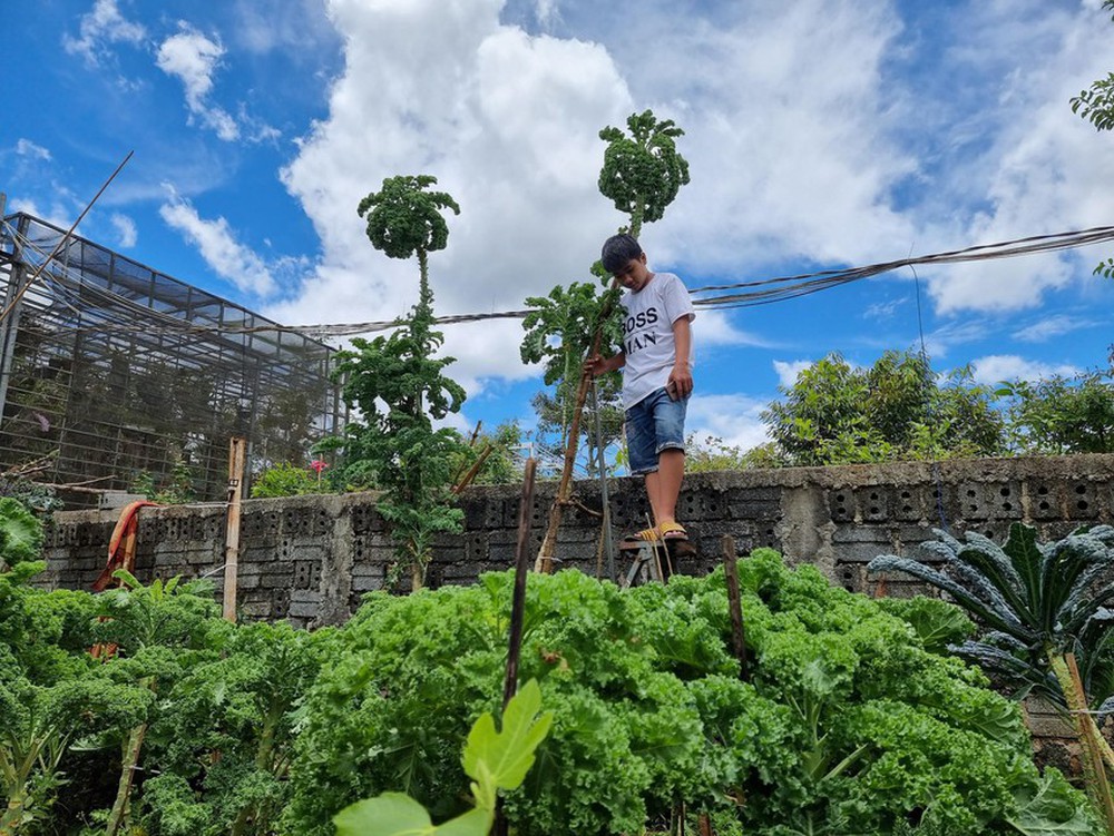Cây cải kale cao đến 3m nên mỗi lần thu hoạch gia đình chị phải bắc thang hoặc trèo lên tường mới chạm được lá non.