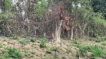 Thanh Hóa: Khởi tố vụ án phá rừng ở huyện Quan Sơn