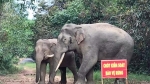 Bảo tồn quần thể voi hoang dã ở Đồng Nai