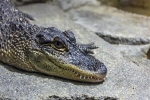 Phát hiện người đàn ông chết trong hồ cá sấu gần sân golf ở Florida