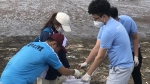 Sinh viên nhặt rác, làm sạch bãi biển xã Giao Hải, Nam Định
