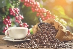Giá cà phê hôm nay 10/6: Arabica không ngừng tăng