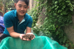 Nghề lạ ở Việt Nam: Thu nhập 'khủng' nhờ nuôi loài ai gặp cũng xua đuổi, kiếm mỗi tháng 80 triệu