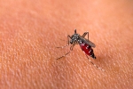 Singapore sẽ nuôi 5 triệu con muỗi mỗi tuần để đối phó sốt xuất huyết
