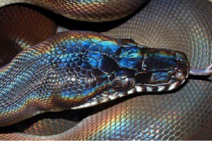 Xuất hiện rắn óng ánh cực hiếm ở Việt Nam, chuyên gia kinh ngạc