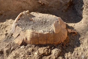 Rùa cổ đại với quả trứng còn nguyên 2.000 năm gây sửng sốt ở Pompeii