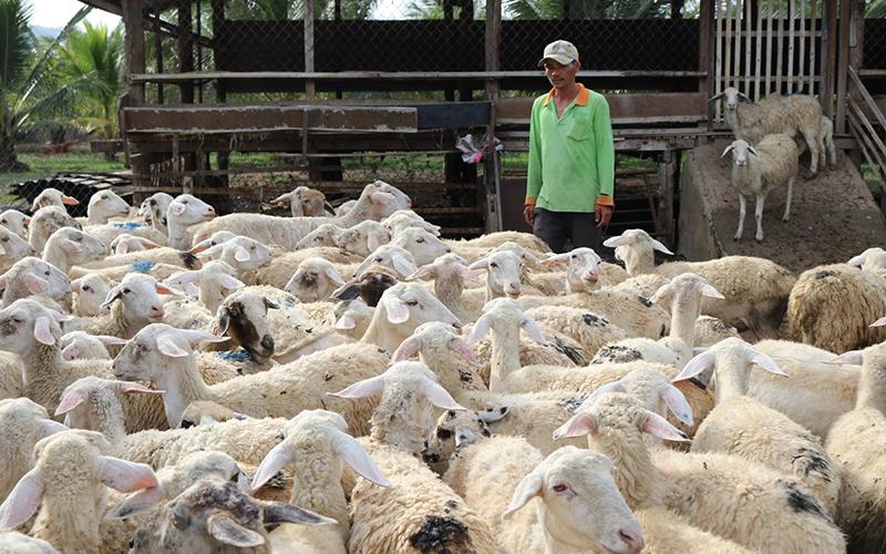 Mô hình nuôi cừu ở xã Phước Trung, huyện Bác Ái, Ninh Thuận. (Ảnh: TTXVN)