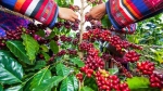 Giá cà phê hôm nay 28/6: Robusta tăng, trong nước có thể đạt 45 triệu đồng/tấn