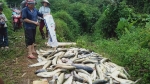 Bắc Kạn: Pháthiện cá chết hàng loạt ở ao nuôi tại xã Đồng Thắng