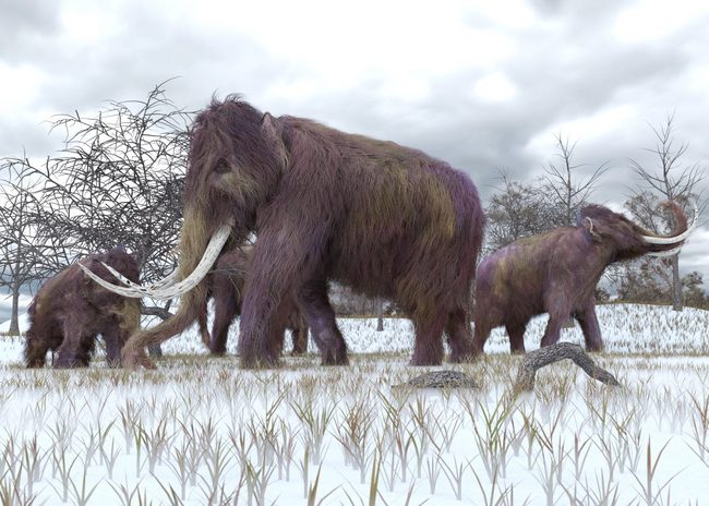 Phát hiện xác voi ma mút 30.000 năm tuổi, giới khảo cổ thế giới ngỡ ngàng về sự nguyên vẹn đến mức khó tin - Ảnh 3.