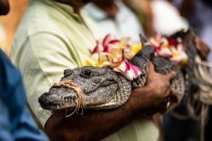Thị trưởng Mexico kết hôn với cá sấu