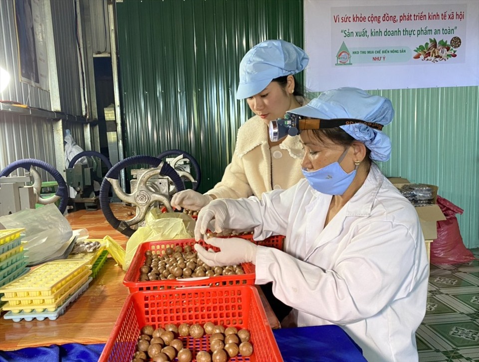 Người lao động ở Đắk Nông tham gia chế biến hạt mắc ca. Ảnh: P.T.