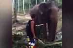 Clip: Bị chạm vào người, voi khổng lồ tung đòn quật ngã nam thanh niên