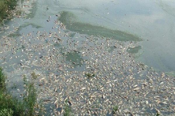 Hà Nội: Ngăn chặn hiện tượng cá chết nổi tại các hồ điều hòa