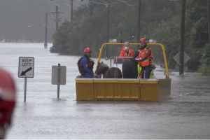 Úc: Dân Sydney 'tuyệt vọng' vì lũ lụt