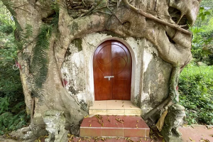 Thanh Hóa: Kỳ bí cây si hàng trăm tuổi 'ôm' trọn ngôi chùa cổ