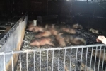 Cháy trang trại nuôi lợn ở Hải Dương khiến hơn 400 con bị chết