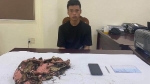 Sơn La: Trộm lợn tiết kiệm và trâm cài tóc, nam thanh niên bị khởi tố